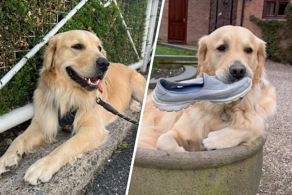 Goldador has a very special hang-out spot and TikTok can't get enough