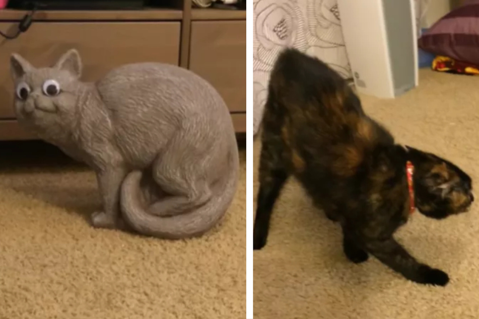 Cat is terrified by her owner's "stupidest purchase" in hilarious video