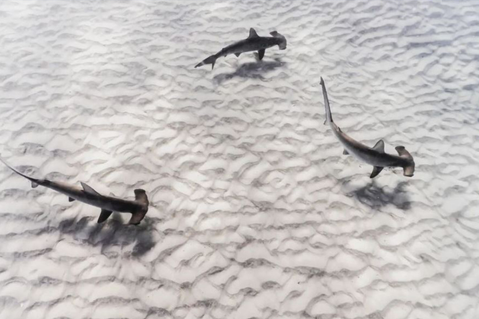 Diver finds tragic surprise when reviewing pics of hammerhead sharks