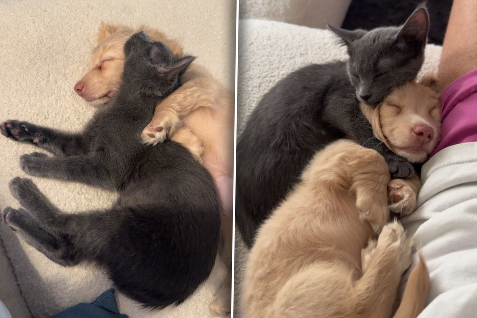 Woman adopts cat and puppy a week apart – and their adorable bond goes viral!