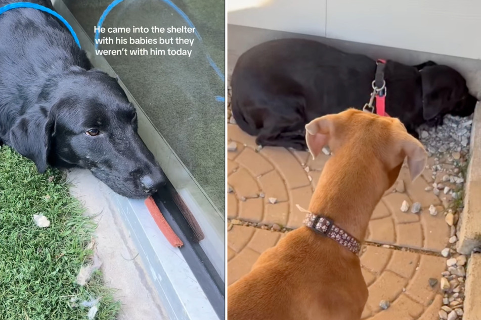 A foster family took Joe in for a weekend, where he met another former stray named Brussels Sprouts, who seemed to sense the other dog's distress.