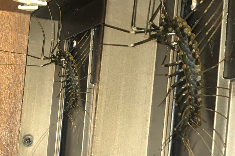 Monster bug freaks out and fascinates the internet in equal parts!