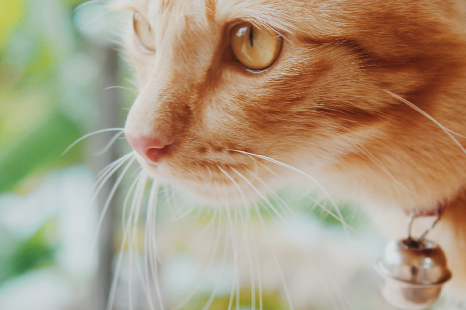 Back from the dead: couple bury their cat and then get the shock of their lives