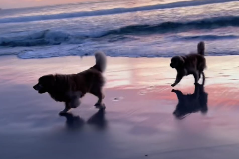 Chester and his dog brother Chasin love nothing more than the water, so it's no wonder that they get upset when their owners go into the pool without them.