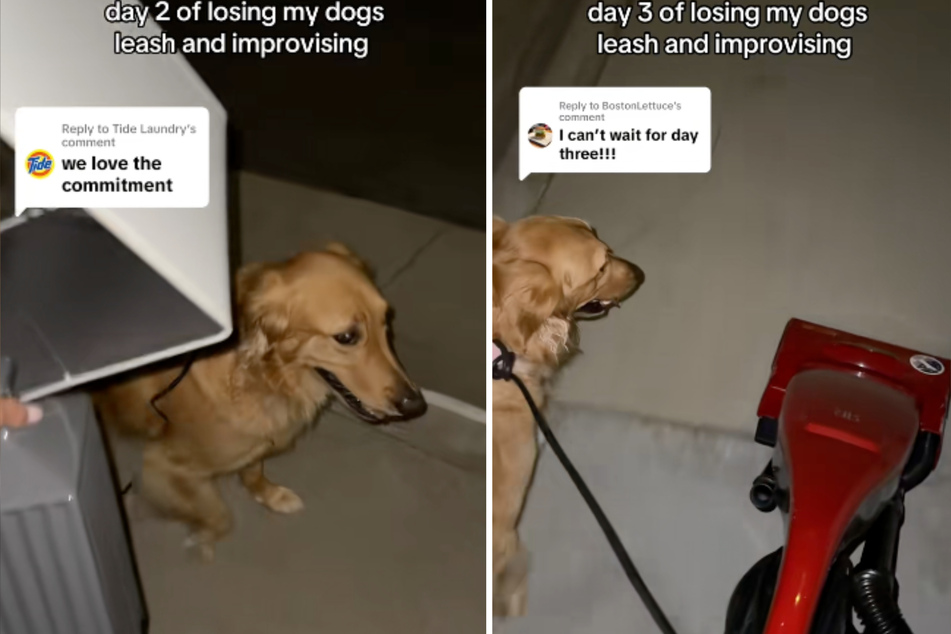 A lamp and a vacuum cleaner have also been used for her dog's walks.