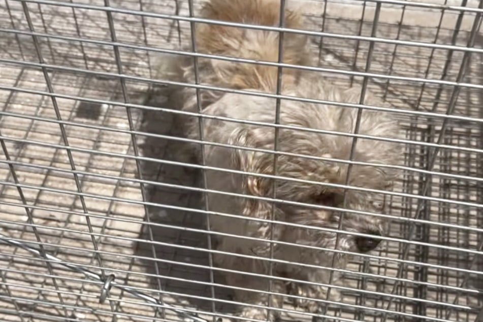 The little doggo didn't like being in the cage, but at least he was safe and on his way to a new – and more loving – home.