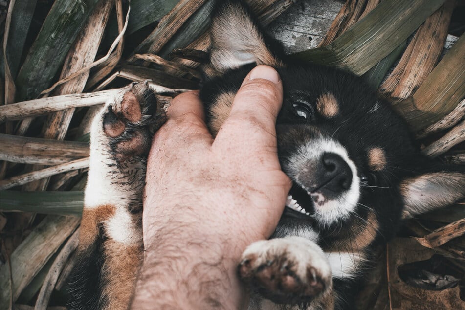 Why do dogs bite?