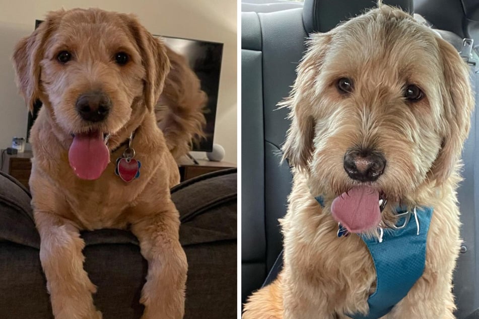 Mac was reported missing after his dog sitter stopped responding.