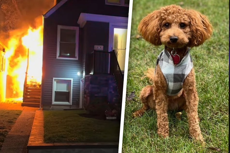 A two-year-old goldendoodle has become a hero after the tiny dog managed to save his family from a dangerous fire on Long Island.