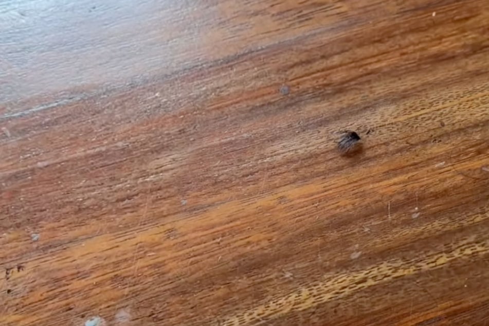 This hairy creature was initially mistaken for a large spider by tourists.