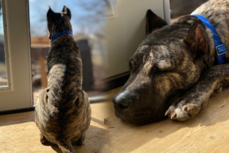Abandoned starving dog gets a second chance at life thanks to a whole team of helpers!