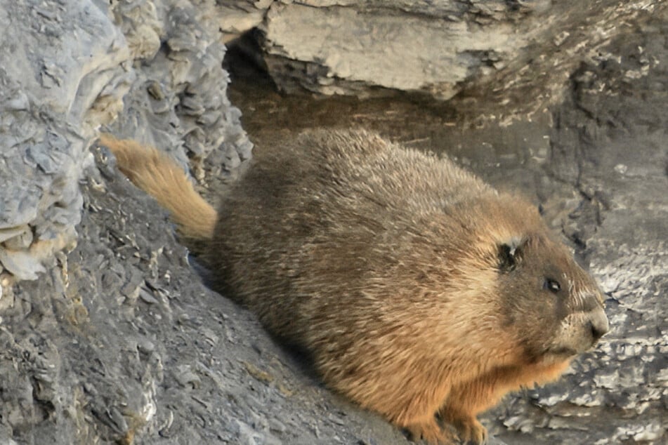 By popular vote, Dawn is the winner of Fat Marmot Week 2026.