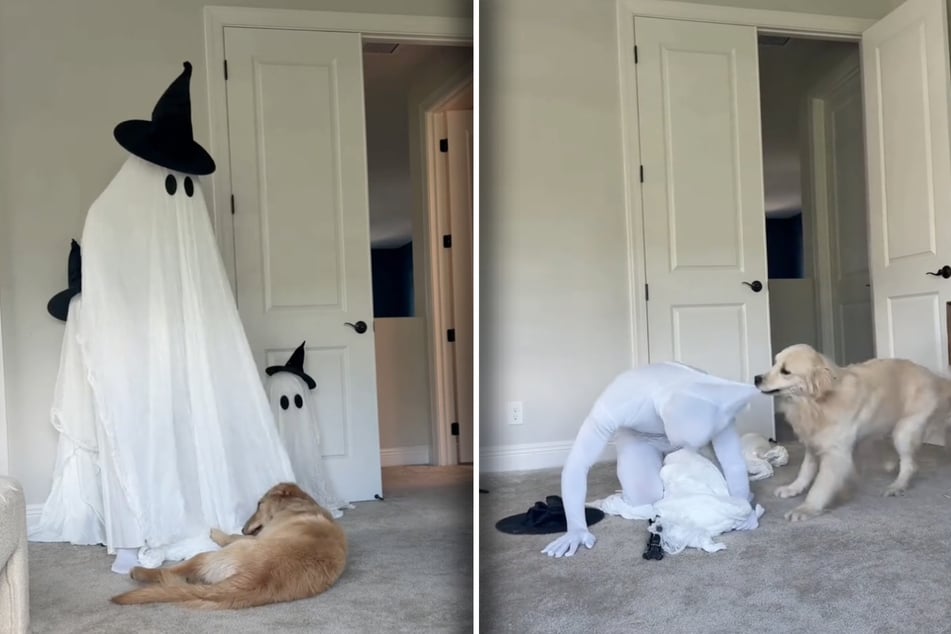Golden retriever Goose (l.) is fine with his human as a ghost, while Bauer (r.), on the other hand, is not having it.