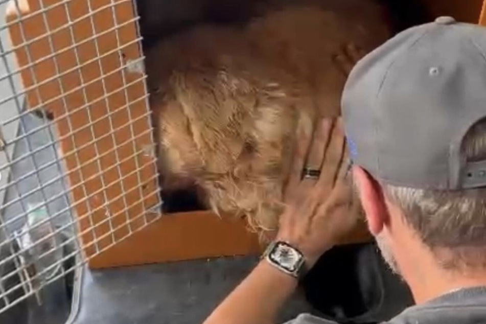 Golden retriever dies after tragic plane mix-up