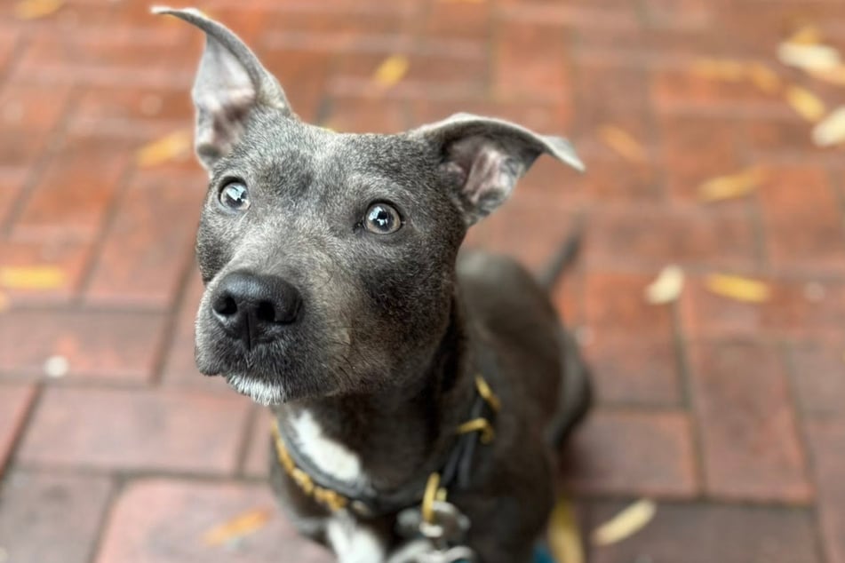 The mystery of Dante's breed remains unresolved.