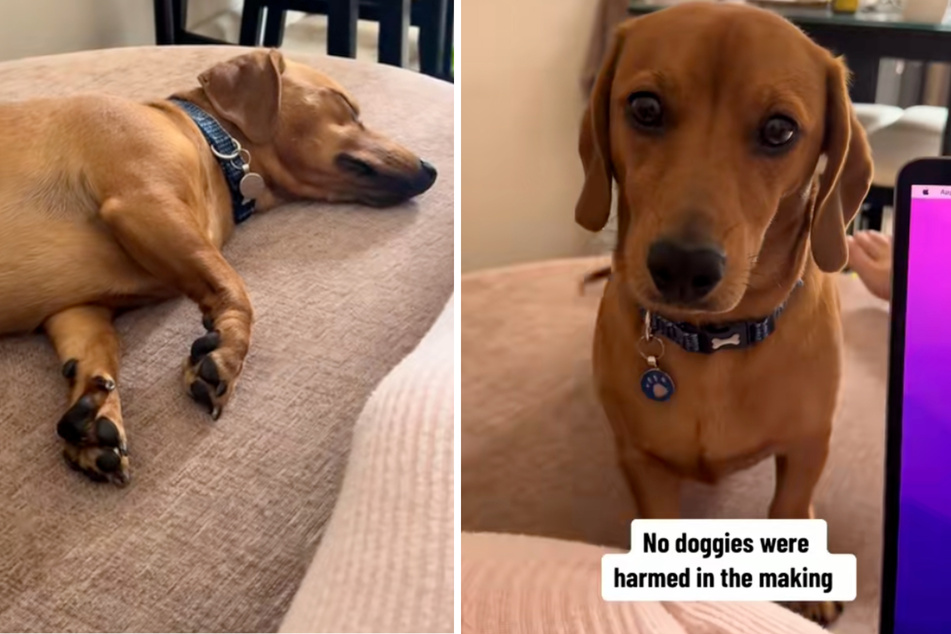 Dog owners give barking pup a taste of his own medicine in viral prank!