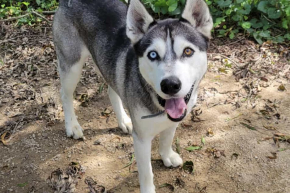 Timber the dog was adopted by the same family just two days after Carrie.