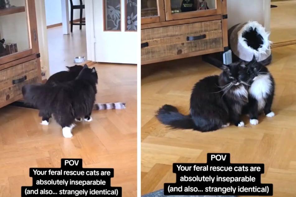 Woman adopts two feral cats – then discovers a hilarious pattern of behavior!