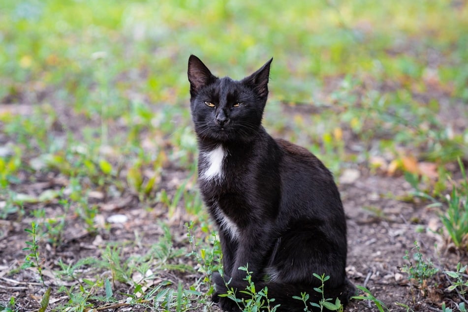Taboo the cat regularly sneaks into neighboring gardens and steals random items (stock image.)