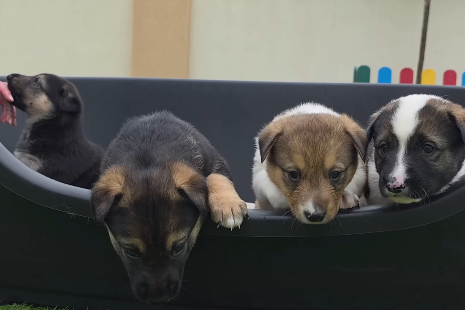Now the four little dogs are safe with the Love Furry Friends.