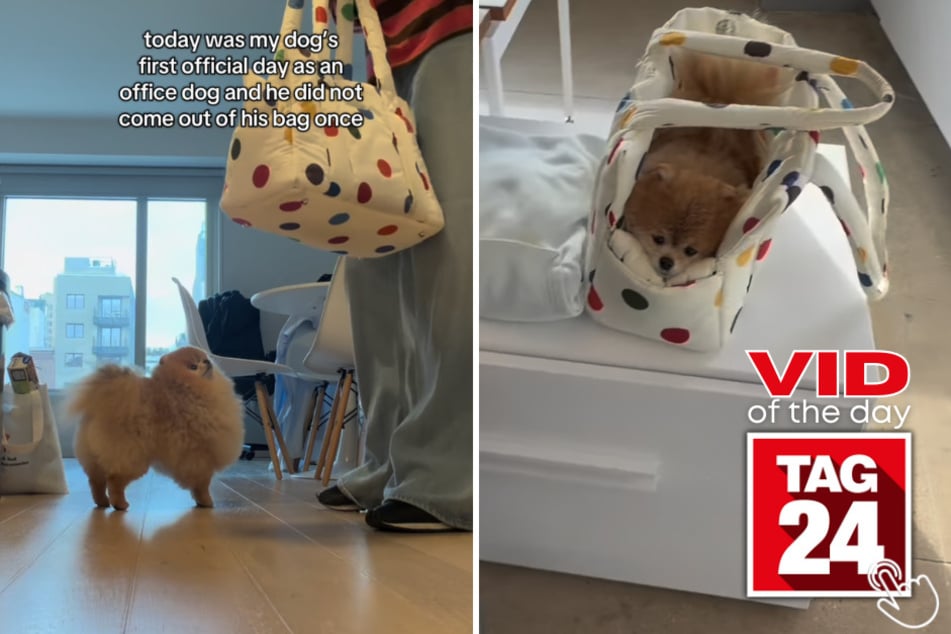 This little guy had his first day as an office dog and spent the entire time in his "emotional support bag."