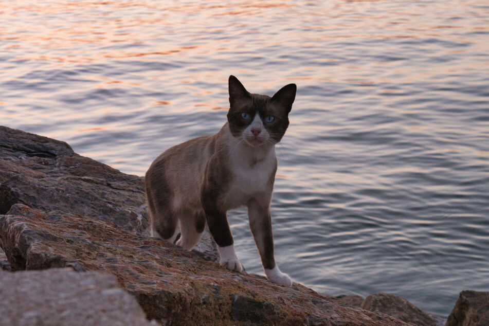 Snowshoes have snow-white paws - get it?