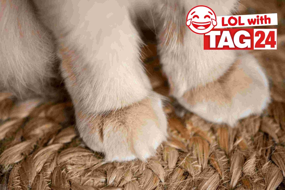 Joke of the Day for May 25, 2024: Get your funny on for Caturday