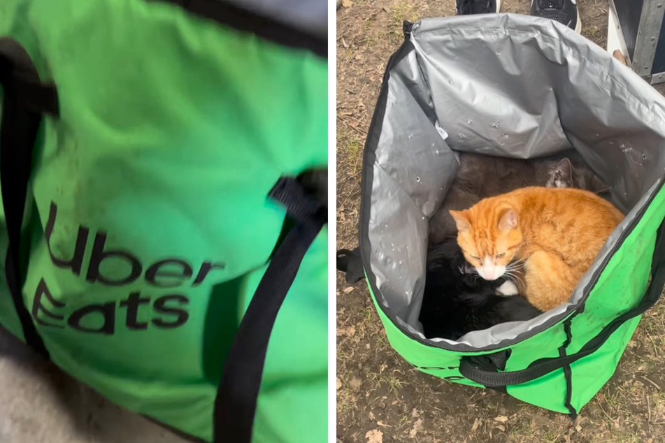 There were three cats in this Uber Eats bag.