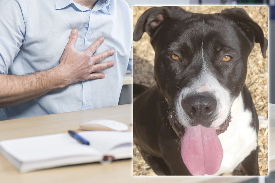 Rescue dog saves his owner's life one day after his adoption!
