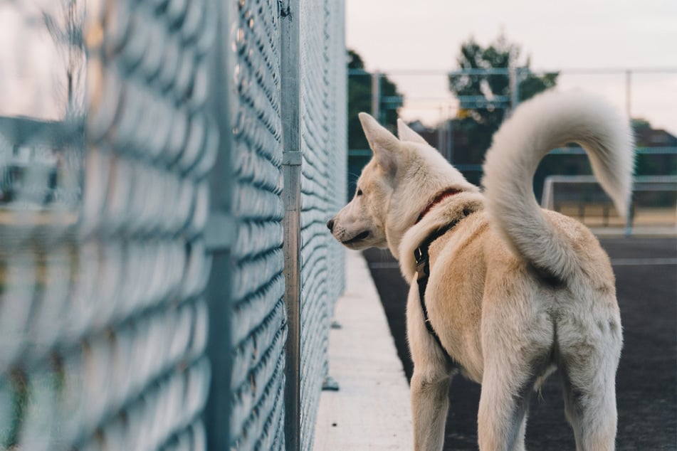 This dog has the longest tail in the world