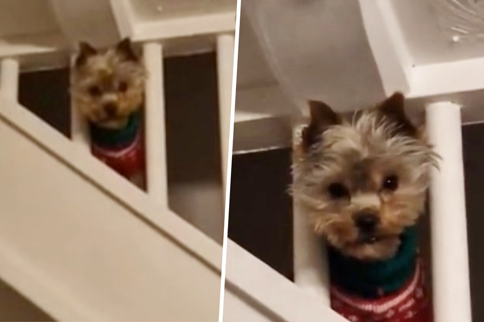 Dog's grumpy glare gets millions laughing on TikTok