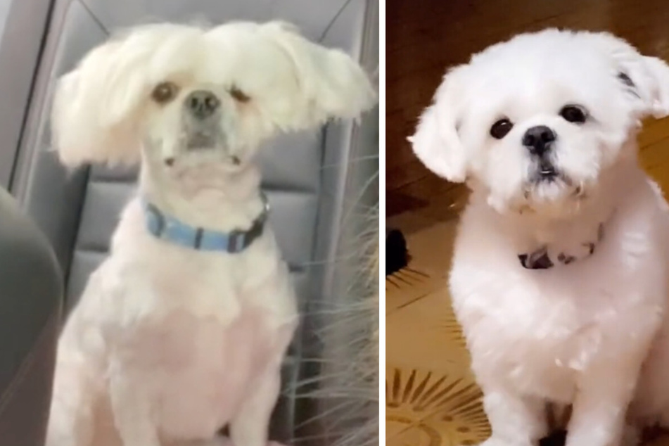 TikTok pup gets "the Sia special" in hilarious grooming fail