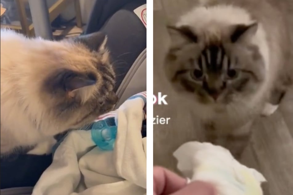 Fefe was not a fan of the family's new baby.