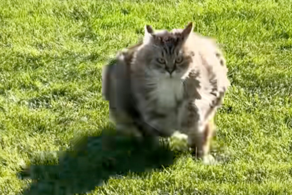 Miss Kitty the cat only wants one thing – to go back inside the house!