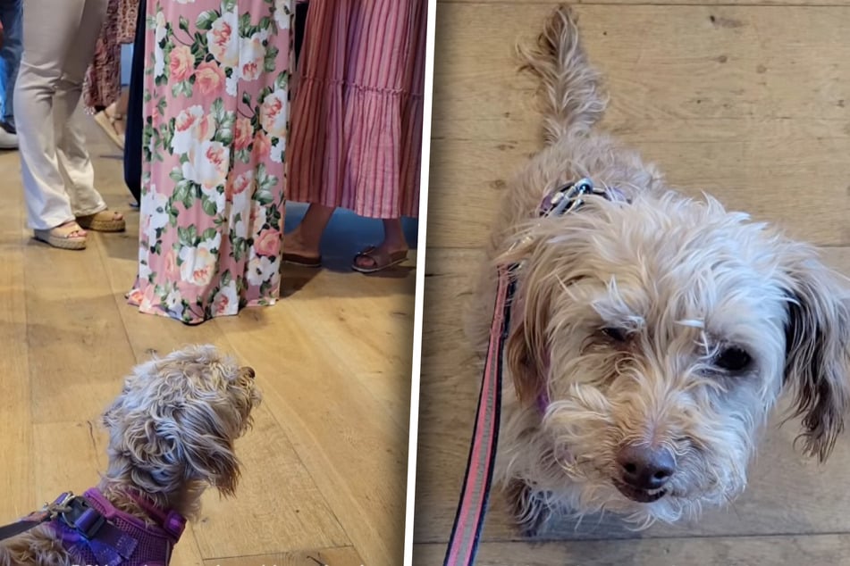 Senior dog overlooked at adoption event in heartbreaking clip: "Everyone is more interested in the puppies"