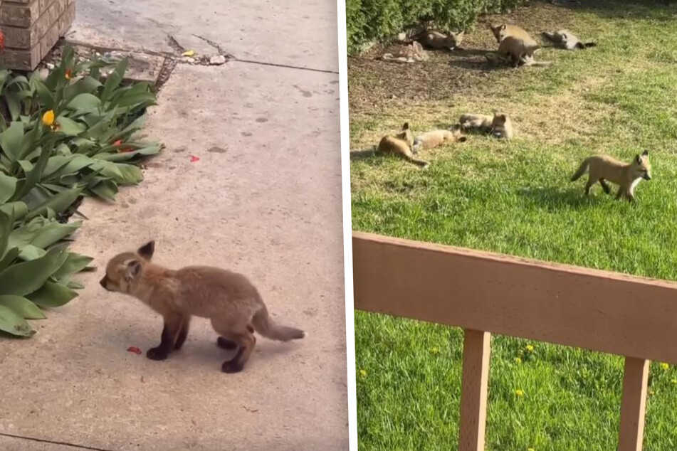 Baby foxes overrun this woman's backyard!