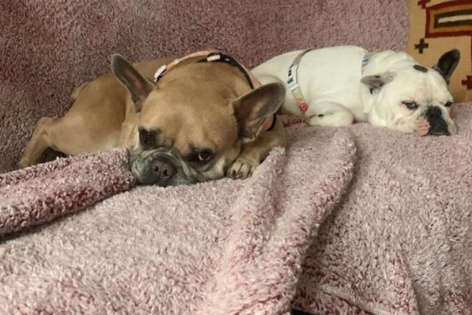The two bulldogs were returned to an LA police station by Jennifer McBride, who asked about a $500,000 reward.