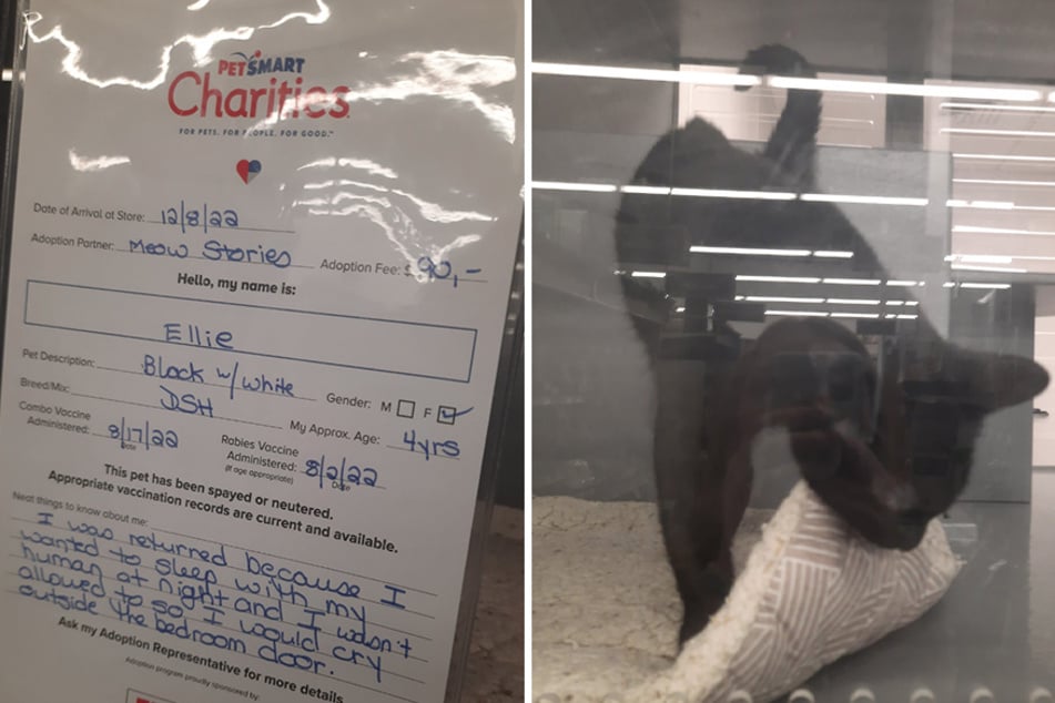 A cat named Ellie was surrendered by its former owner for a heartbreaking reason.