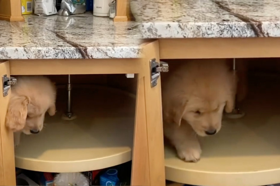 Puppy stuck in a cabinet thrills Instagram users