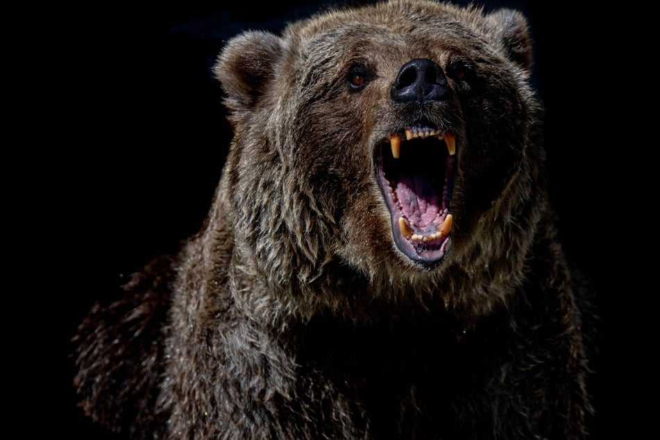 One man was attacked by a bear while climbing down a rocky ridge at Mount Futago, and he caught the whole thing on video.