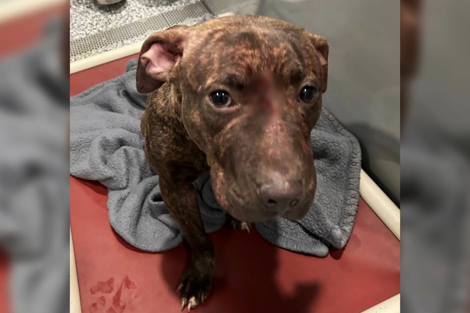 Atlas the dog was found covered in wounds by the side of the road.