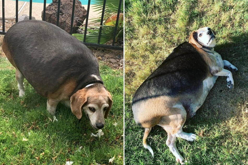 Wolfgang the dog weighed almost 90 pounds during his heaviest times.