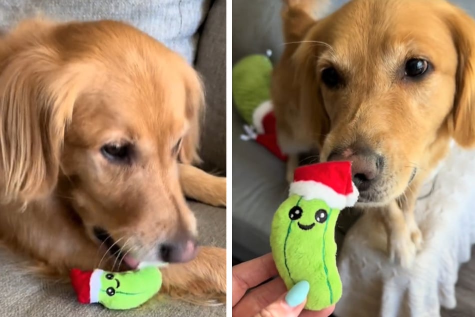 Dog's wild reaction to a giant version of his favorite Christmas toy is magical