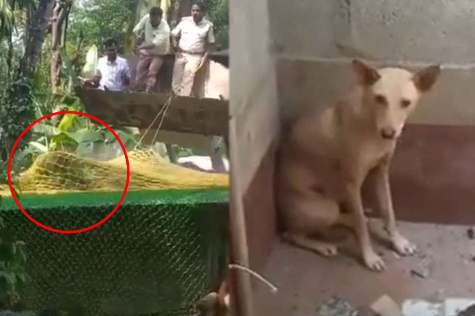 The nets were no match for the wild cat. The dog was still frozen with fear and had to be carried out of the bathroom.