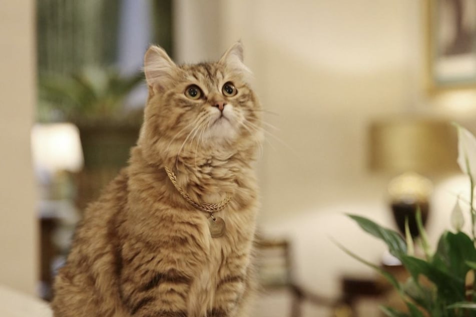 This fluffy cat is living the high life at a luxurious London Hotel!
