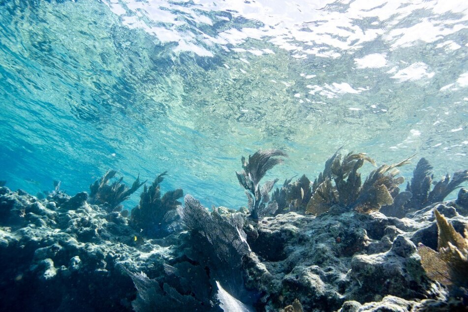 Florida Keys barrier reef in peril as scientists sound the alarm