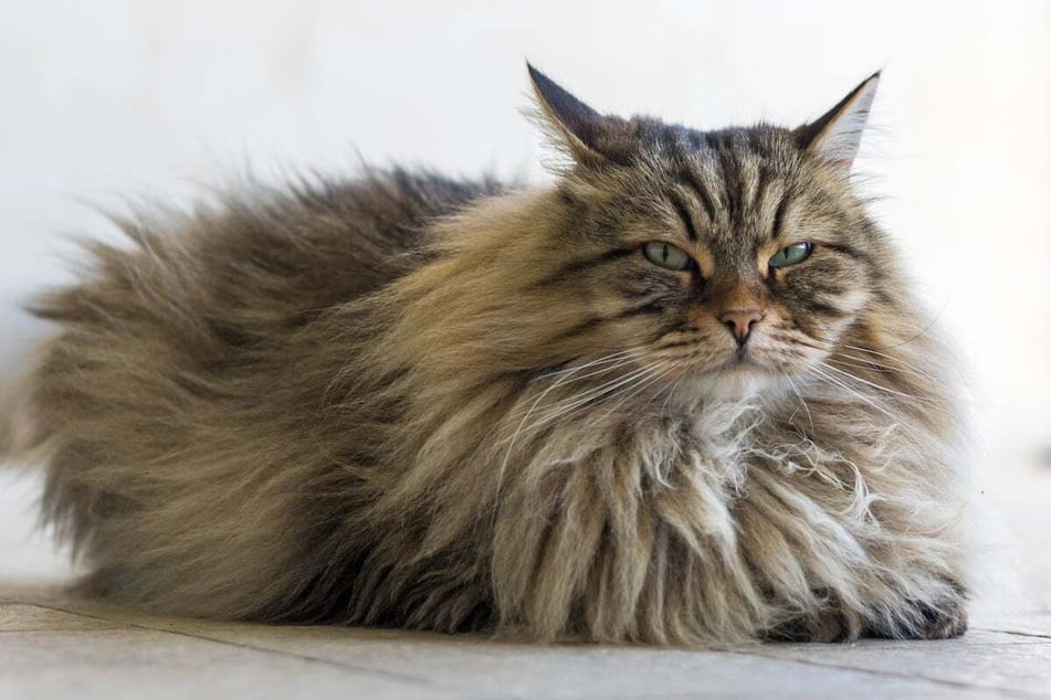 When a cat has particularly long fur, it is more at risk of matting.