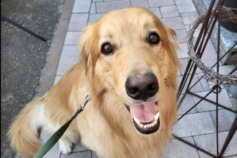 California dog found half the world away in Germany baffles police