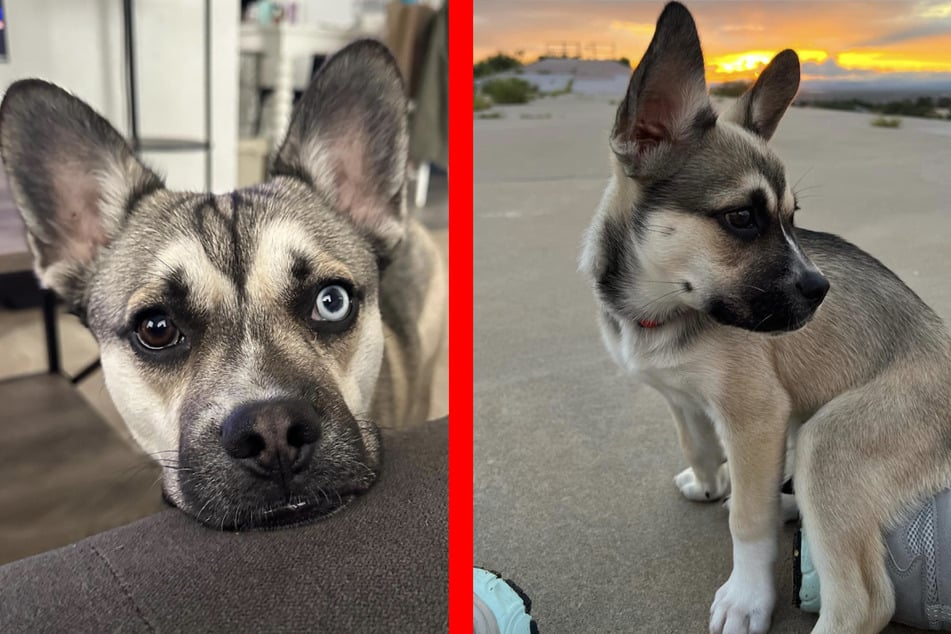 Finn, the French Bullsky, is taking TikTok by storm with his unique looks!