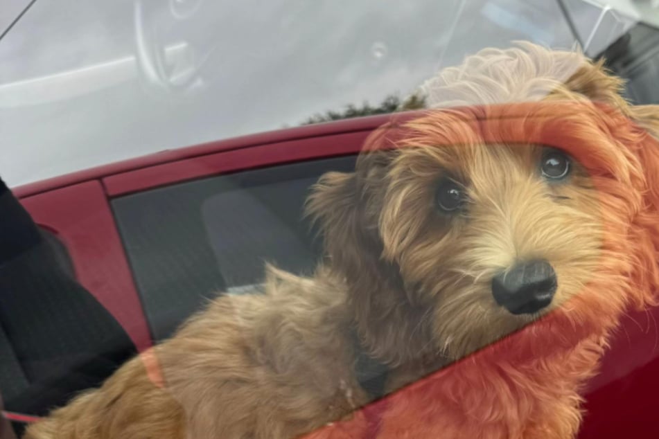 Dog is sad to be separated from her owner – then she makes an unexpected bestie!